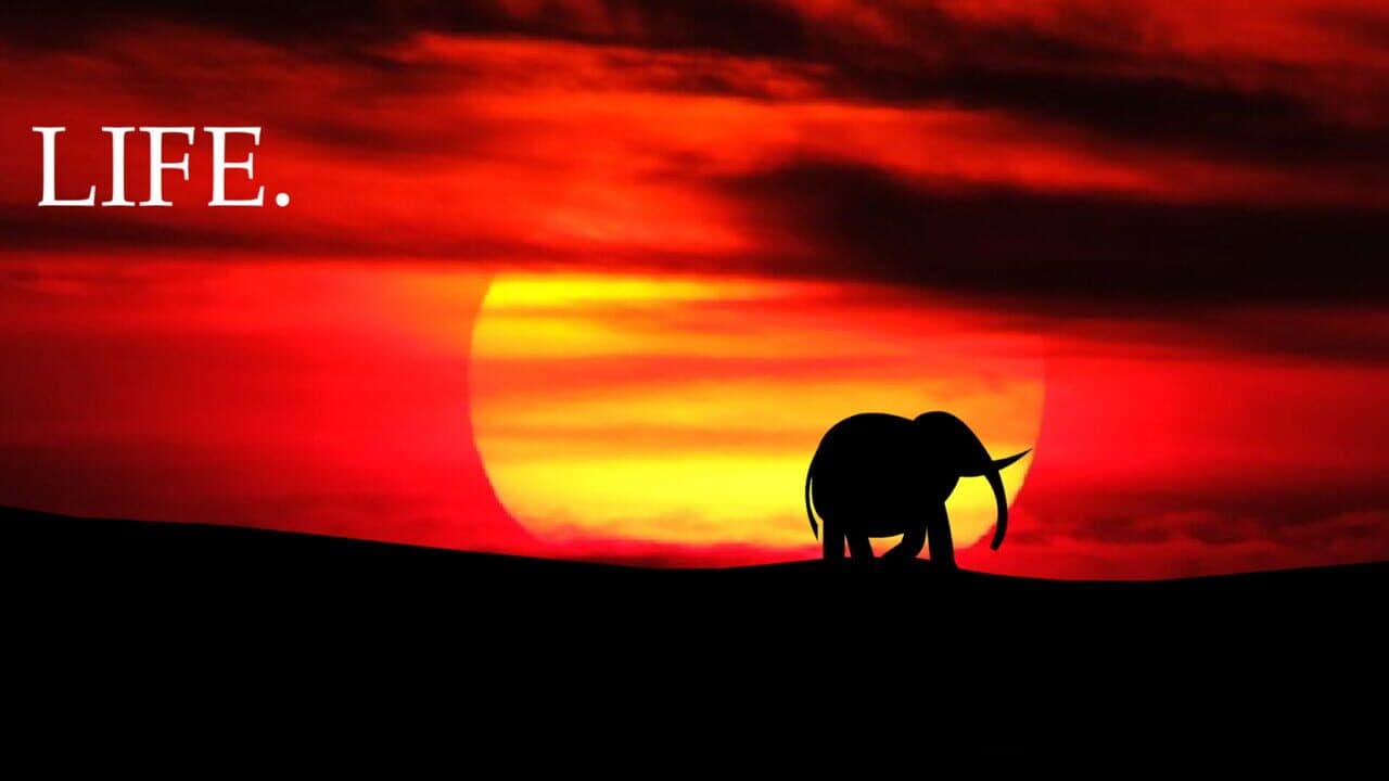 Elephant Rave 2 thumbnail 5