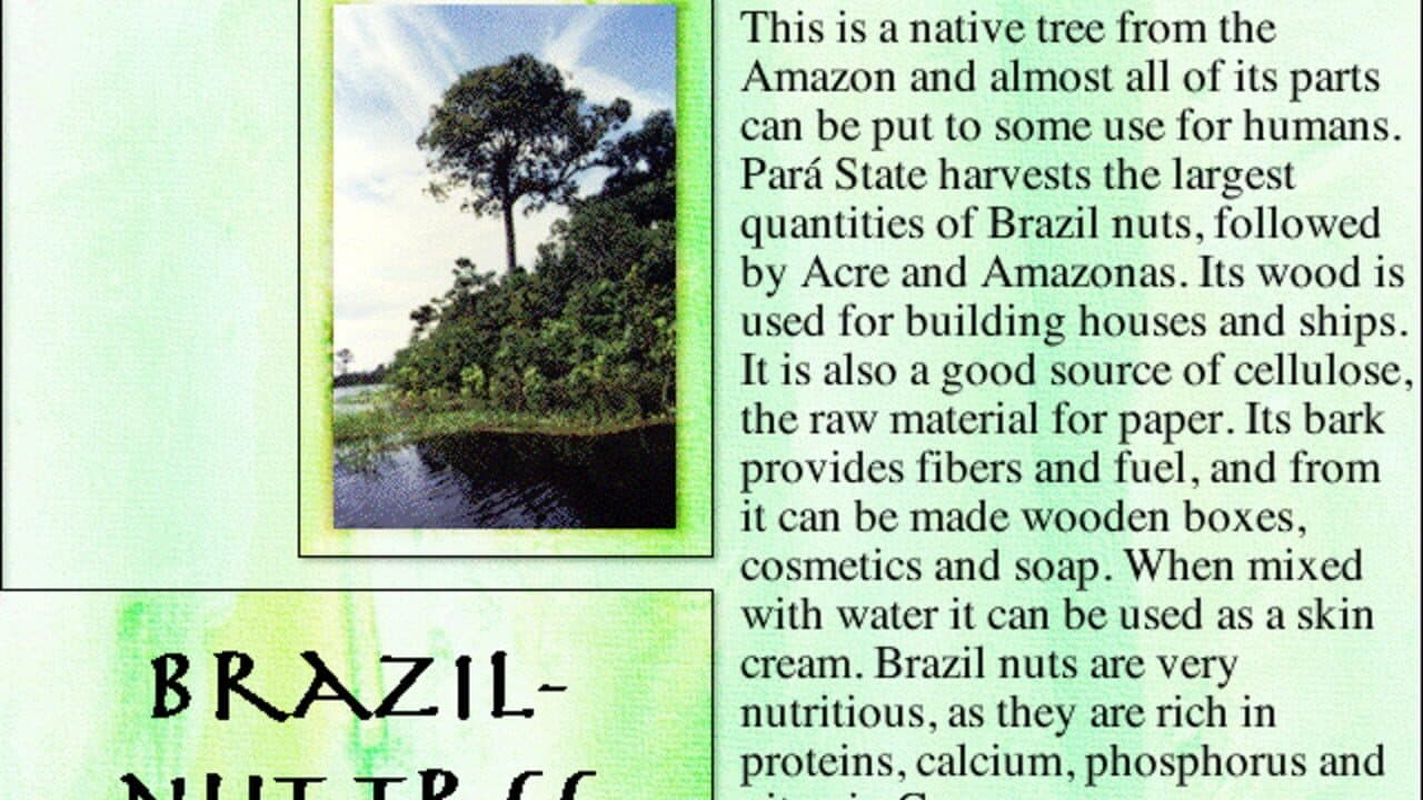 Lost in the Amazon thumbnail 3