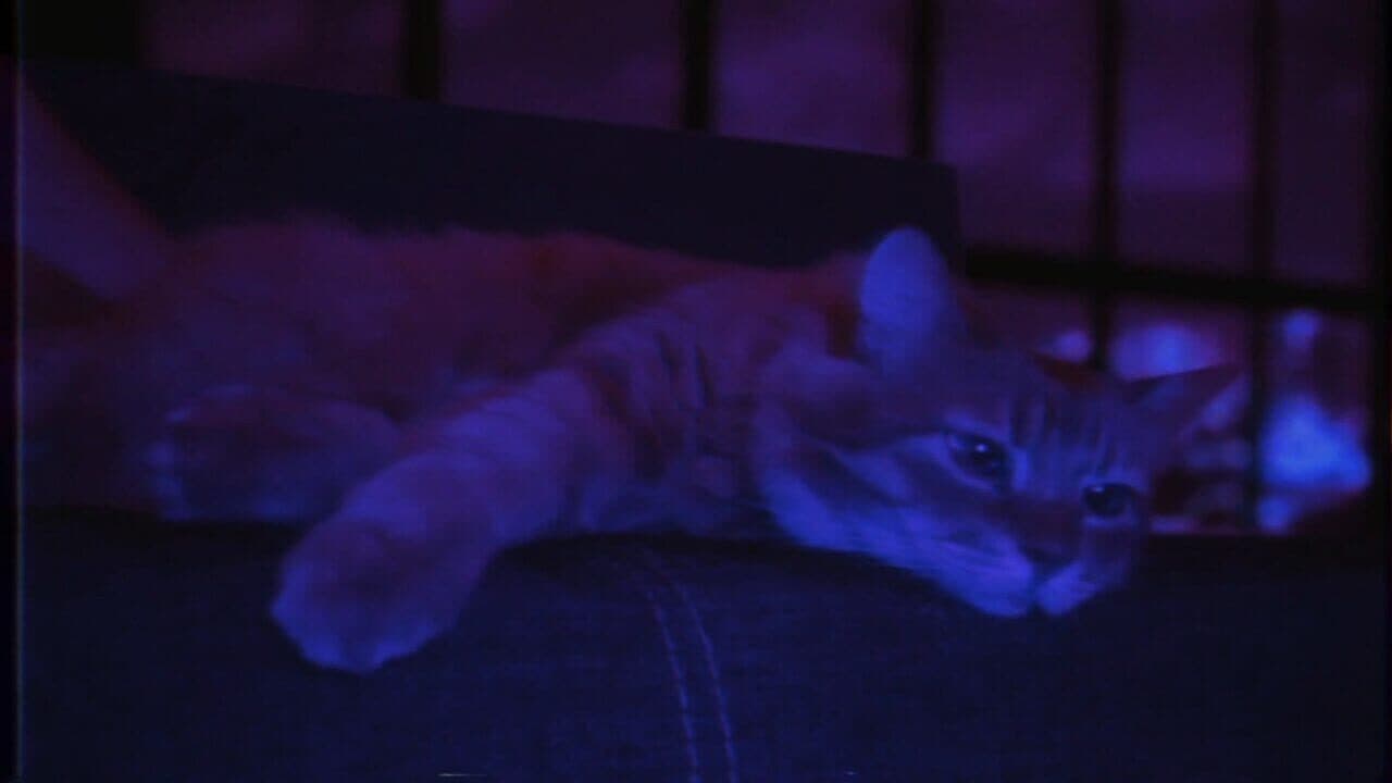 Puss! thumbnail 10