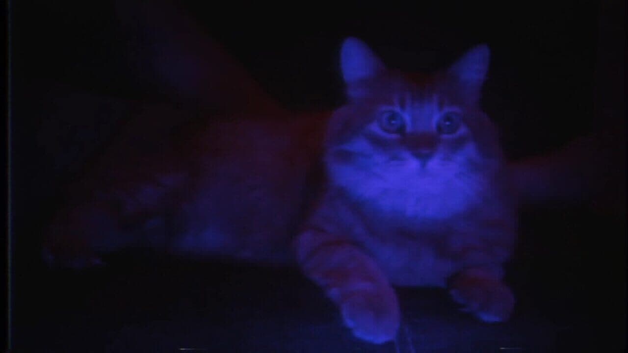 Puss! thumbnail 11
