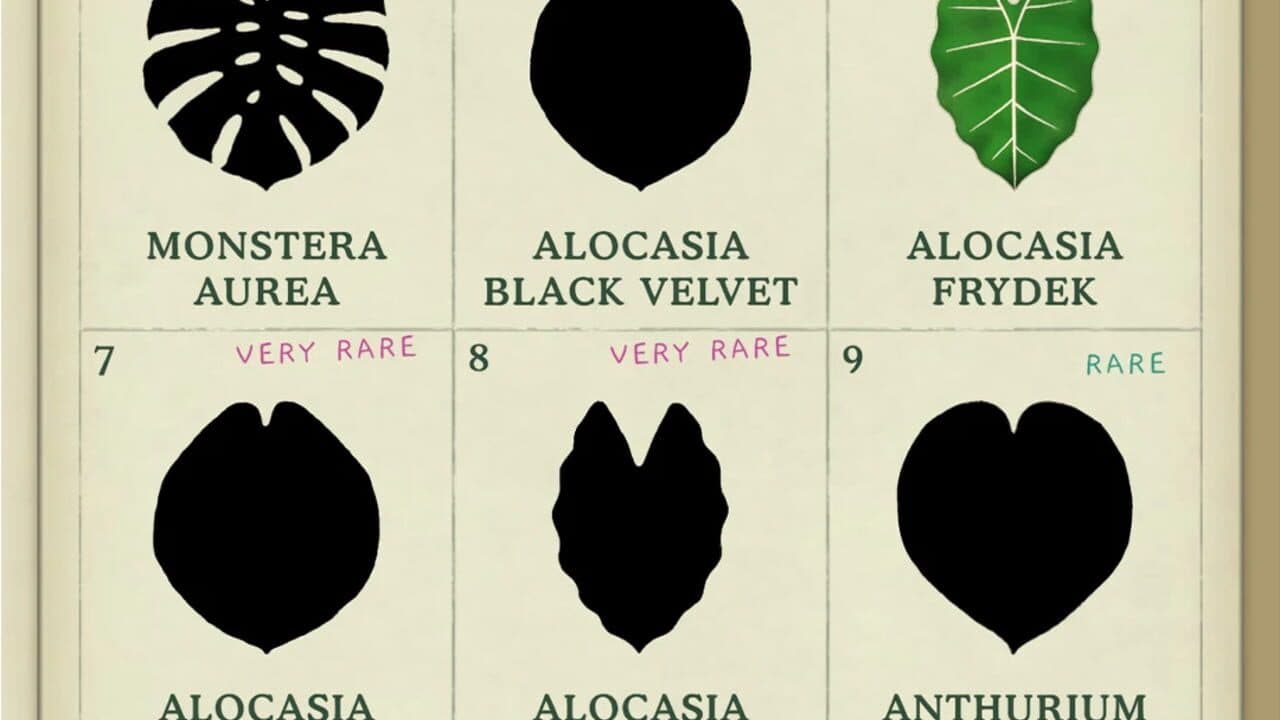 Dustbunny: Emotions to Plants thumbnail 4