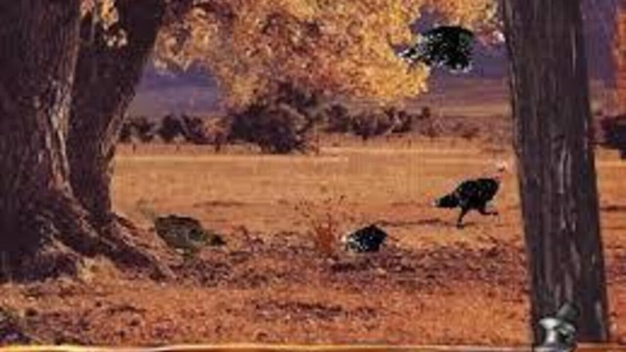 Turkey Hunting USA thumbnail 2