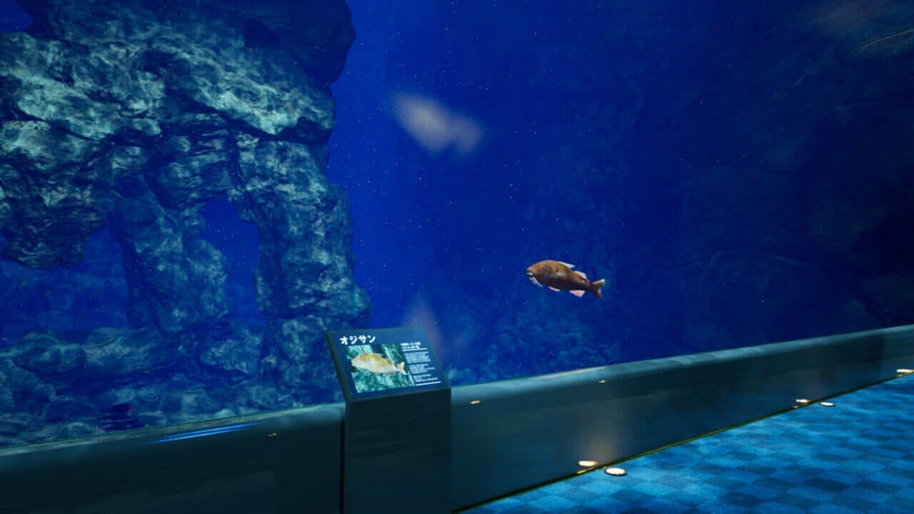 Aquarium at August 32nd thumbnail 5