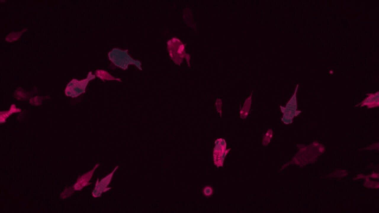 Fishbones screenshot 1