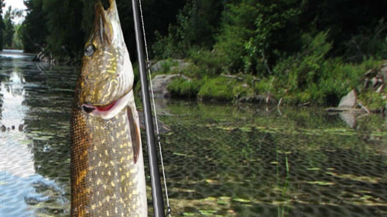 iFishing screenshot 1
