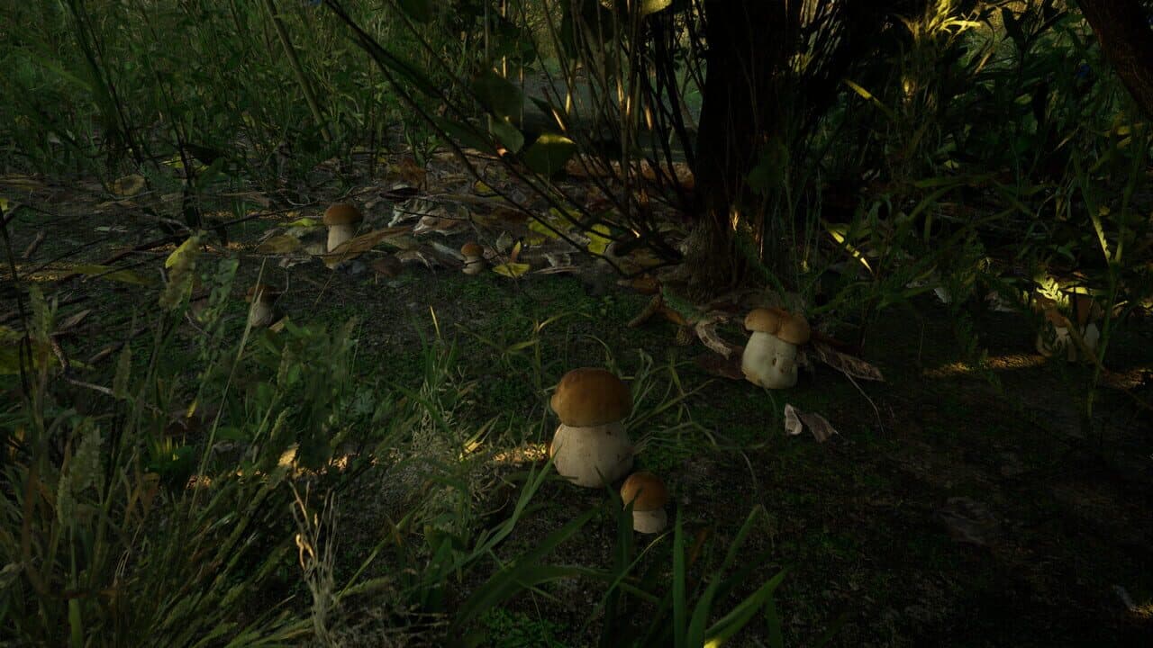 Forest Doesn’t Care thumbnail 3