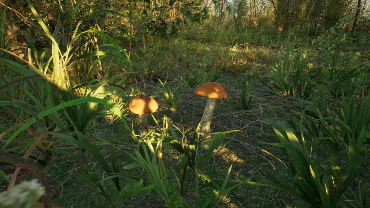 Forest Doesn’t Care thumbnail 5