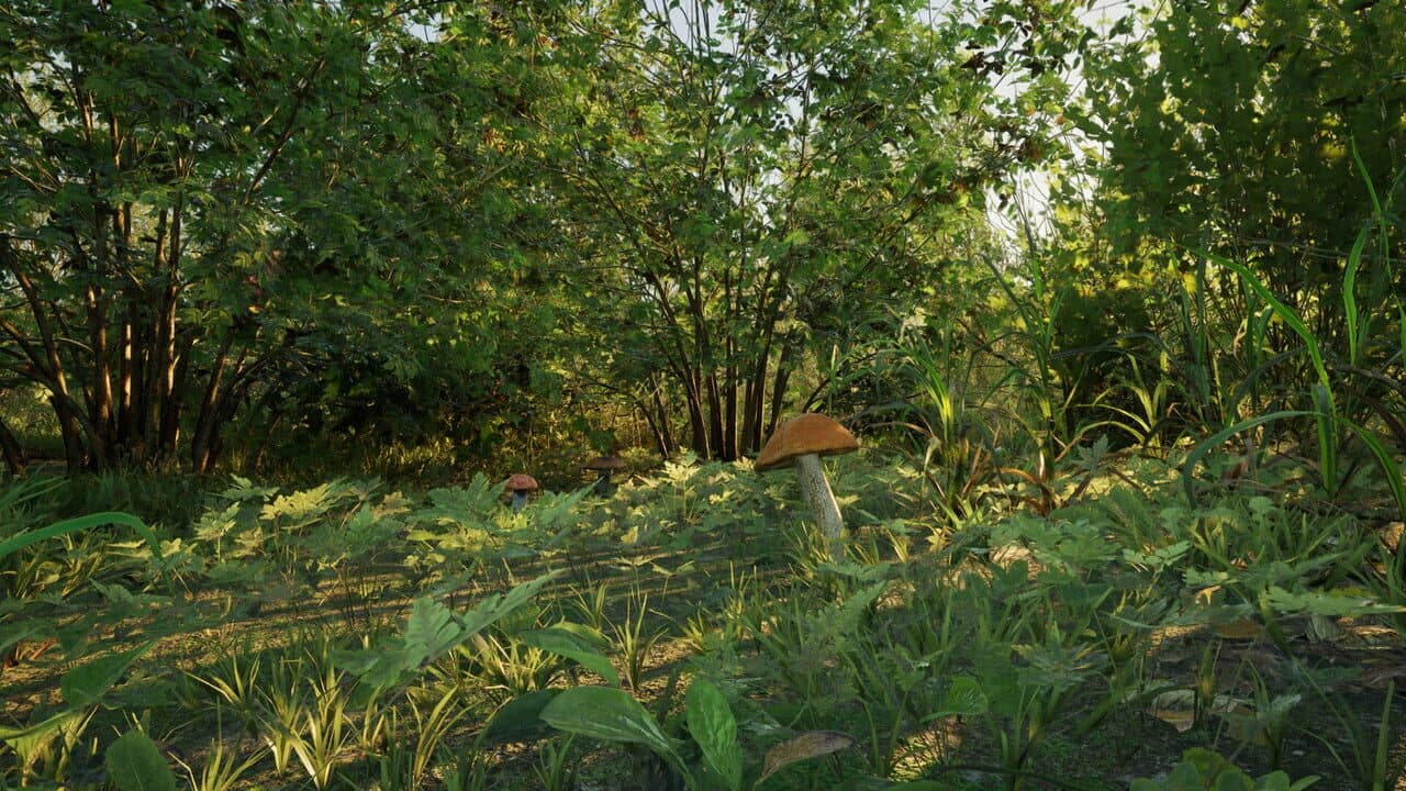 Forest Doesn’t Care thumbnail 12