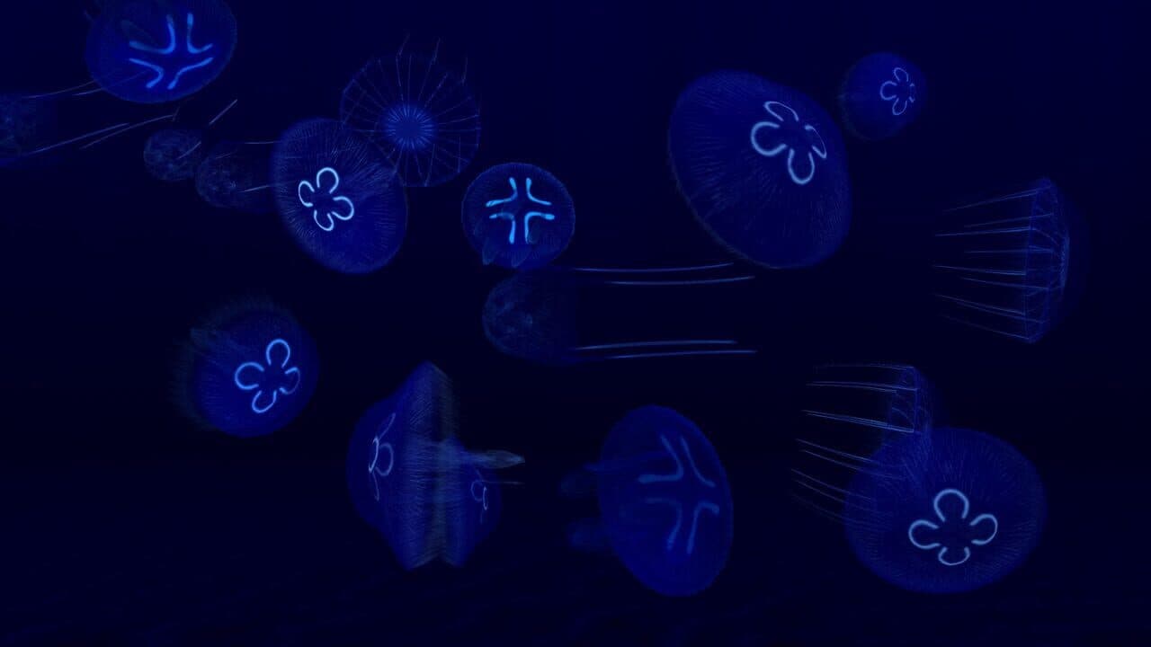 Fish Farm 3 thumbnail 6