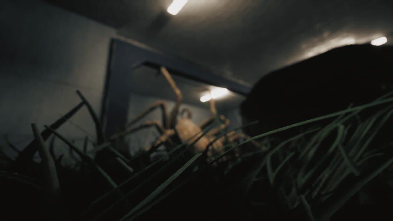 Huntsman thumbnail 7