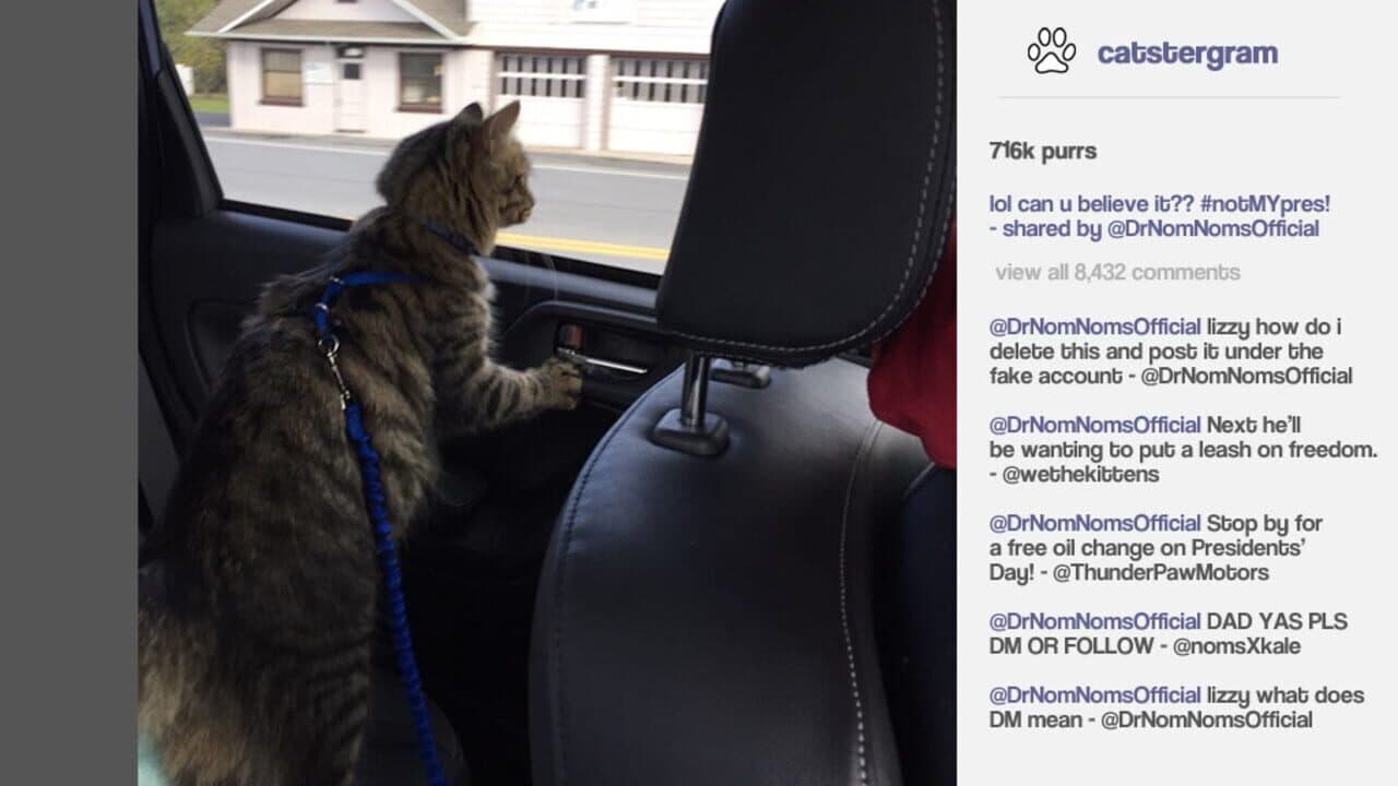 Cat President: A More Purrfect Union thumbnail 5