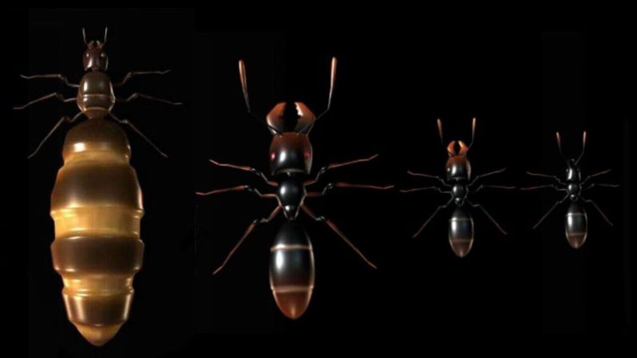 Ant Queen thumbnail 4